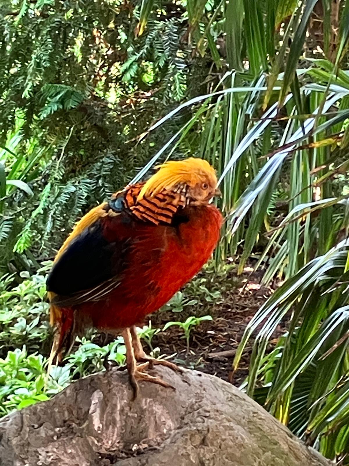 Foto 61 bij artikel "Uitje naar de Orchideenhoeve in Luttelgeest".